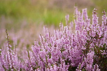 Heather