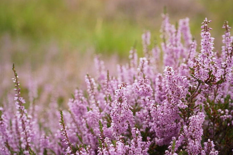 Heather by Madeltijntje