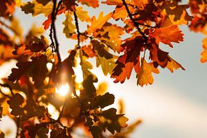 Feuilles de chêne dans la lumière d'automne sur Jan Schuler