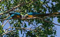Love between two Blue-throated macaws by Lennart Verheuvel thumbnail