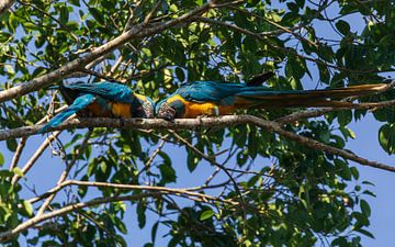 Love between two Blue-throated macaws