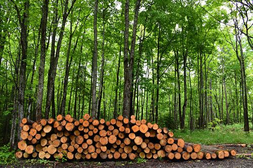 Een houten touw langs de rand van het bos