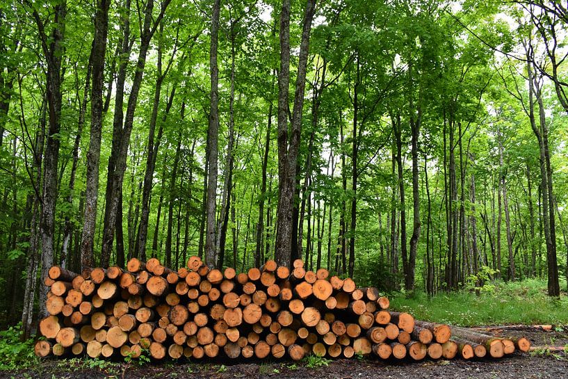 A wooden rope along the edge of the forest by Claude Laprise