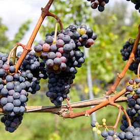 Grapes for the wine by Judith van Bilsen