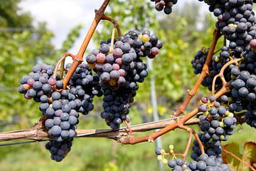 Des raisins pour le vin