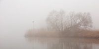 Boom in de mist van Evert Jan Kip thumbnail