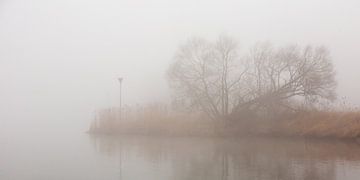 Boom in de mist van Evert Jan Kip