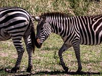 Zebra vriendjes