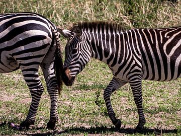 Zebra vriendjes van Marry Fermont