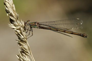 Common armoured damselfly clings to blade of grass by Gerda de Voogd