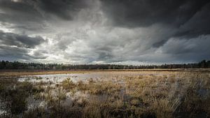 Donkere wolken boven het Sint Anthonisbos van Harold van den Hurk