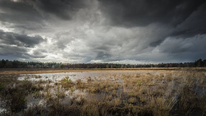 Saint Anthonis forest by Harold van den Hurk
