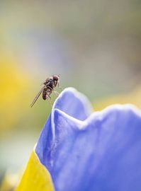 Scaptomyza pallida by Arne Moons