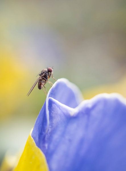 Scaptomyza pallida von Arne Moons