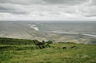 Islandpferde | Auf einem Roadtrip durch die schönsten Landschaften von Floor Bogaerts Miniaturansicht