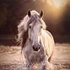 Spaanse hengst Preferido | Paard | Zonsondergang | paardenfotografie | fotobehang van Laura Dijkslag