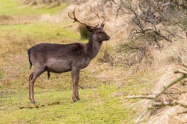Damhert Amsterdamse Waterleidingduinen van Merijn Loch