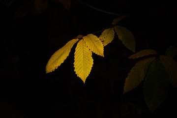 Chestnut leaf