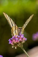 Colourful butterfly portrait