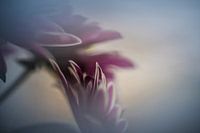 Abstract flower