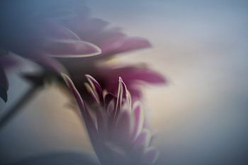 Abstracte bloem