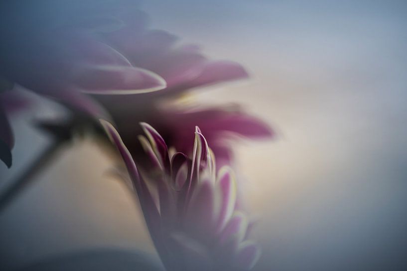 Abstrakte Blume von Paquita Six