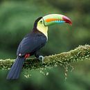 Keel-billed toucan (CR) van Paul van der Zwan thumbnail