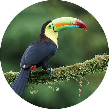 Keel-billed toucan (CR) van Paul van der Zwan