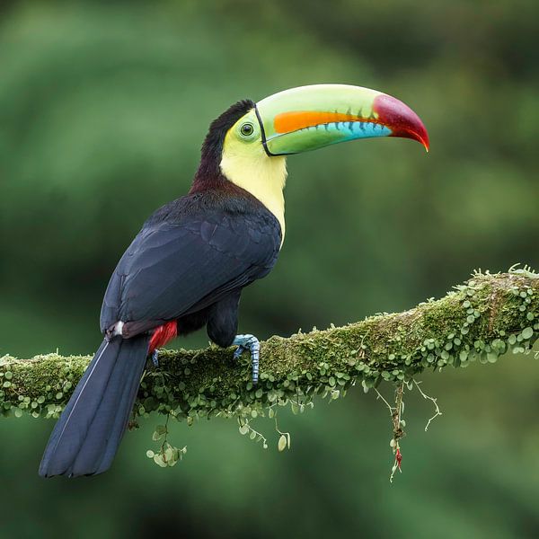 Keel-billed toucan (CR) van Paul van der Zwan