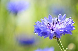 wild cornflowers by Jessica Berendsen