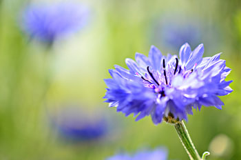 Korenbloem