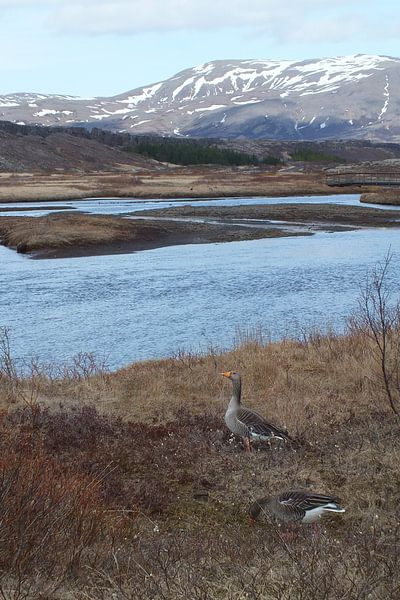 Ganzen in Pingvellir, IJsland van Jurrina Smit-Brink