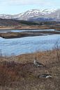 Ganzen in Pingvellir, IJsland van Jurrina Smit-Brink thumbnail