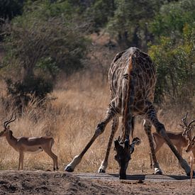 Drinkende Giraffe Kruger Park van Sander Huizinga