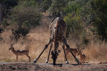 Drinkende Giraffe Kruger Park van Sander Huizinga