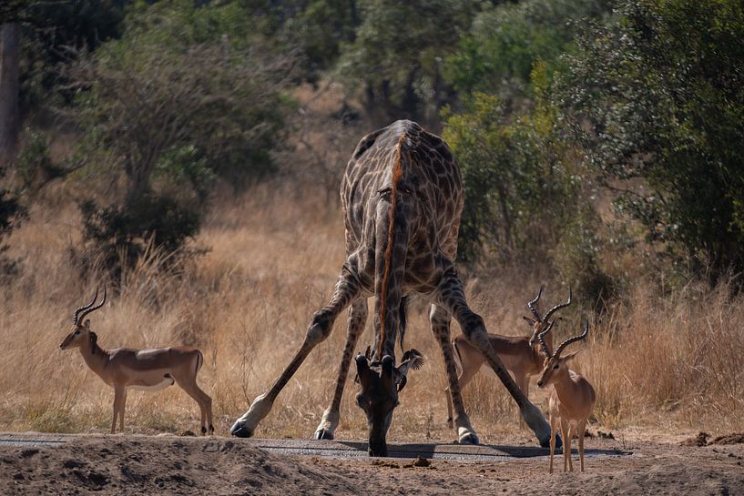 Girafe buveuse Kruger Park par Sander Huizinga