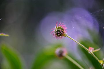 geum urbanum sur Tania Perneel