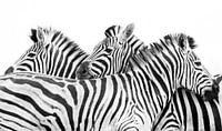 Zebras von Katrin Engl Miniaturansicht