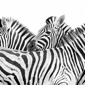 Zebras by Katrin Engl