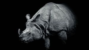 Indisches Nashorn