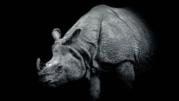 Indische Neushoorn van Lens en Dier