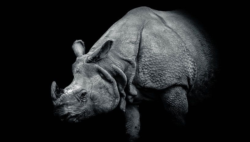 Rhinocéros indien par Lens_en_Dier/Vizier Fotografie