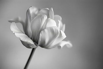 Monochrome bloem - de elegantie van eenvoud van Poster Art Shop