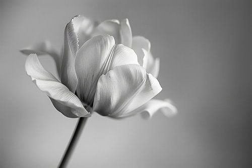 Monochrome bloem - de elegantie van eenvoud