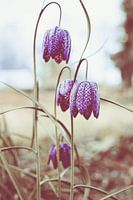Kivet Blume oder Zwolle Tulpe | Naturfotografie