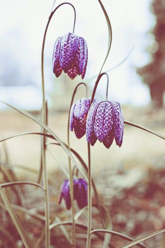 Kivietsbloem of Zwolse tulp | Natuur fotografie