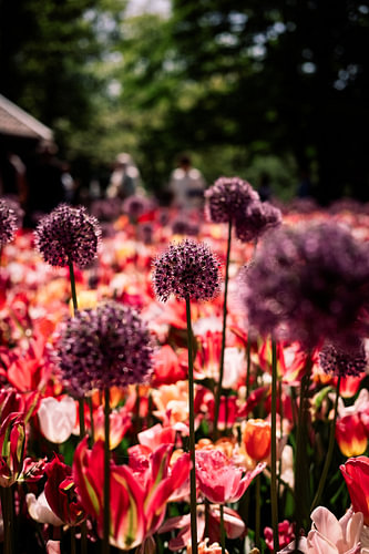 Ornamental allium blooms above a tulip field