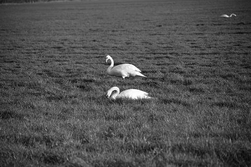 Twee zwanen op een weiland in Emsland