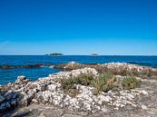 am Strand von Vrsar in Istrien Kroatien von Animaflora PicsStock Miniaturansicht
