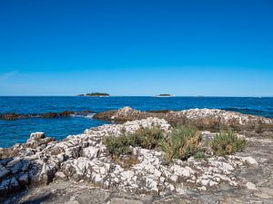 op het strand van Vrsar in Istrië Kroatië van Animaflora PicsStock